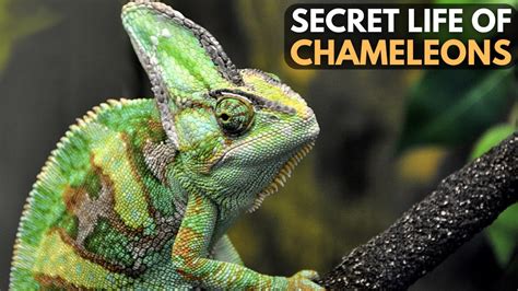 Secret Life Of Chameleons Chromatic Wonder Natures Secrets