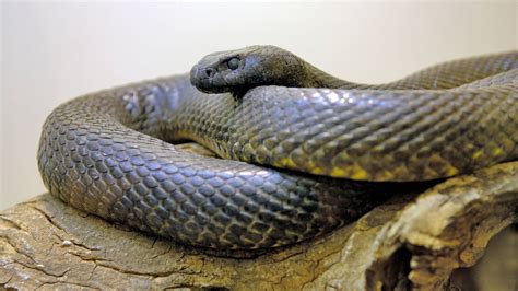 Der taipan erreicht eine gesamtlänge von 145 bis 230 zentimetern und ist die längste giftschlange australiens. Schrille Killer: Die giftigsten Tiere der Welt - Welt der ...