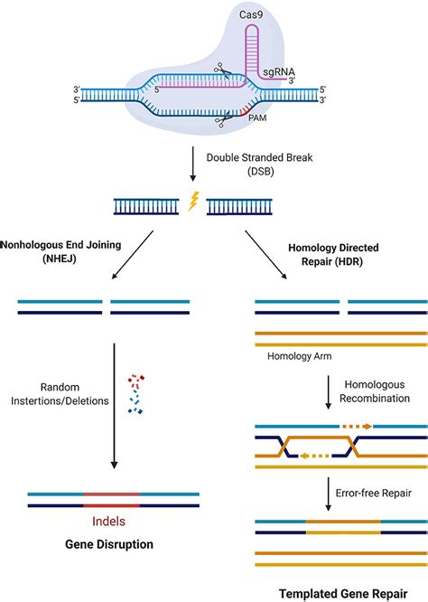 Frontiers Crispr Gene Therapy Applications Limitations And