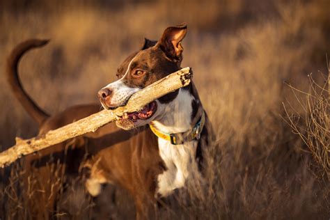 My Dog Went Viral on TikTok (and this is what I learned) — ABQ Pet