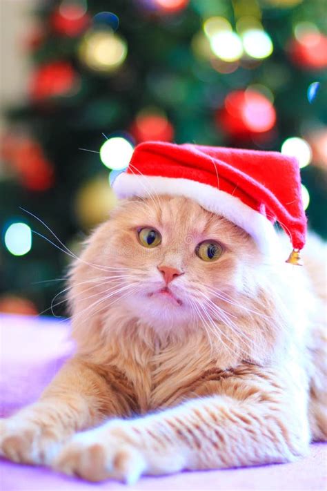 Cat In Santa Hat Stock Image Image Of Animal Claus 86989137