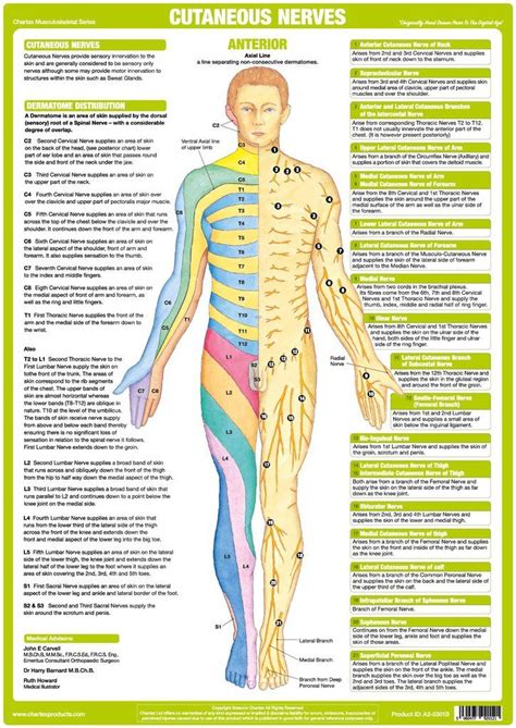 The vertebral column runs the length of the back and creates a central area of recession. Cutaneous Nerves Anatomy Chart - Anterior | Nerve anatomy ...