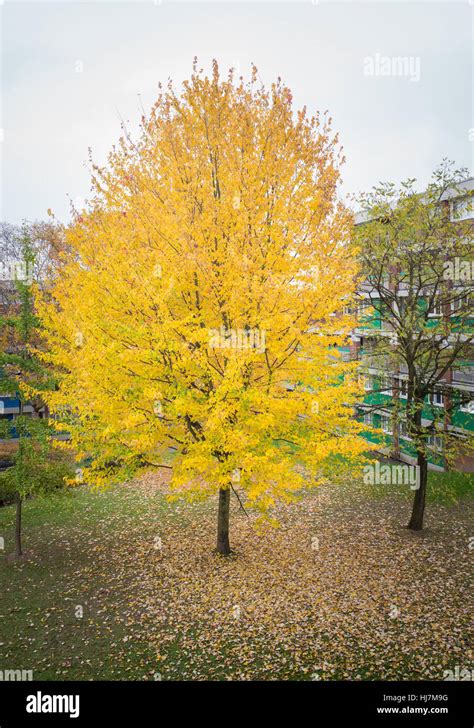 Yellow Leaves Tree