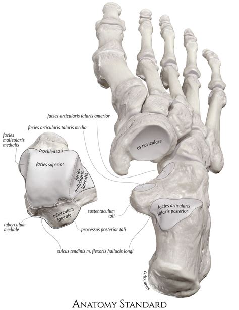 The Right Talus Bone Ex Situ Anatomy Bones Medical Anatomy Body Anatomy