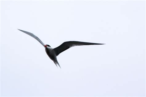 Episode 229 Arctic Terns The Nature Of Phenology