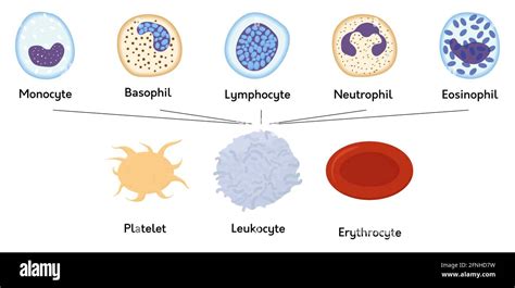 Cellules Sanguines Éléments Formés De Sang Plaquettes Ou Thrombocytes