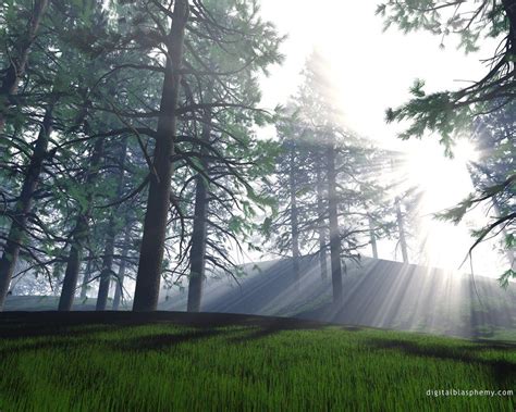 壁纸 阳光 森林 日落 性质 早上 薄雾 树 草地 林地 栖息地 自然环境 大气现象 木本植物 生态系统
