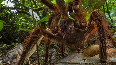 Harvard Entymologist Discovers Nightmare Worthy Gigantic Spider In The