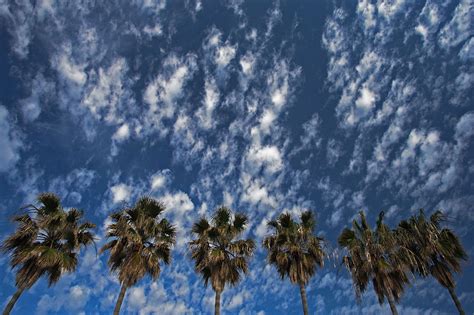 Sky Palm Trees World Photography Image Galleries By Aike M Voelker