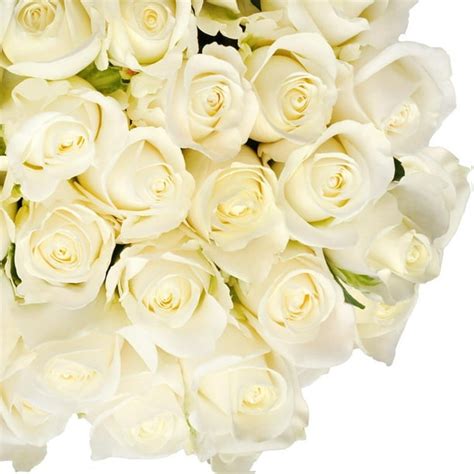 Fresh Cut White Roses 20 Pack Of 100 By Inbloom Group