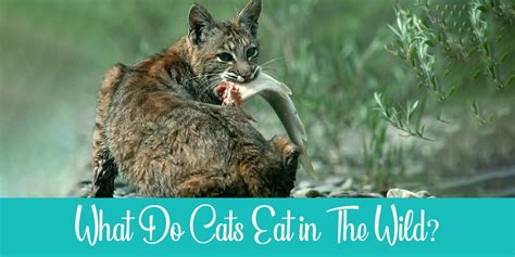 What Does Cats Eat In The Wild Cat Meme Stock Pictures And Photos