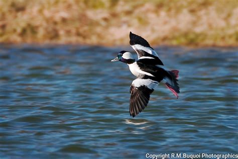 Bufflehead Duck In Flight Rmbuquoi Photographics