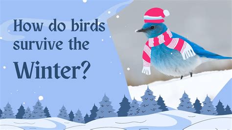 How Do Birds Survive The Winter Youtube