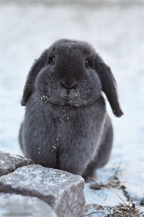 Rabbit In The Snow Rabbits Photo 40261467 Fanpop