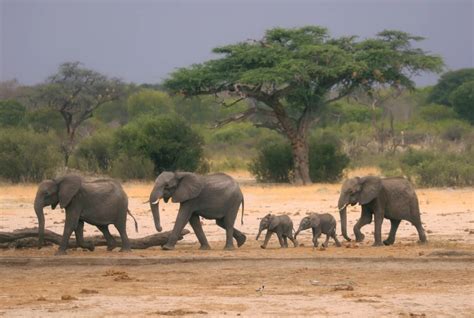 Over 160 Elephants Perish In Zimbabwes Hwange Park Amid Severe Drought