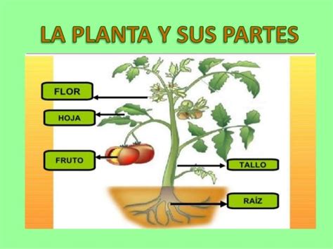 Las Plantas Mind Map