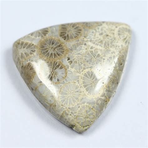17 Carat 21x23 Mm Natural Fossil Coral Cabochon Smooth Etsy