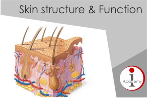 Skin Structure And Function