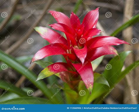 Close Up Red Bromeliad Bromeliaceae Plant Tropical Flower Se Stock