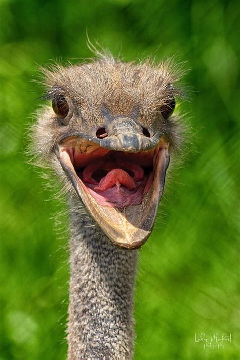 Pštros Dvouprstýcommon Ostrich By Lukáš Menhart Animals Ostrich