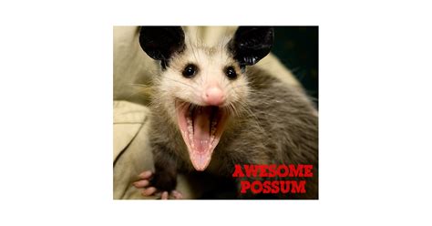 Awesome Possum