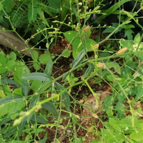Hempedu bumi plant is also known by local as akar cerita. Pokok Hempedu Bumi Detoksifikasi herbs Herba Hempedu Bumi ...
