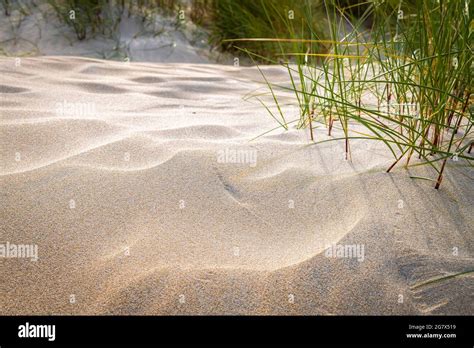 A Summer 3 Shot Hdr Image Of Marram Grass Bent Grass Or Beachgrass