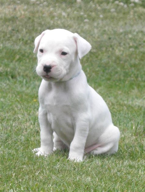 Pin By Tami T Crutcher On Dogo Argentino White Boxer Dogs American