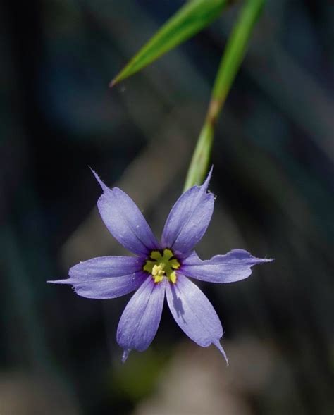 Blue Eyed Grass 53020 Sharon Friends Of Conservation