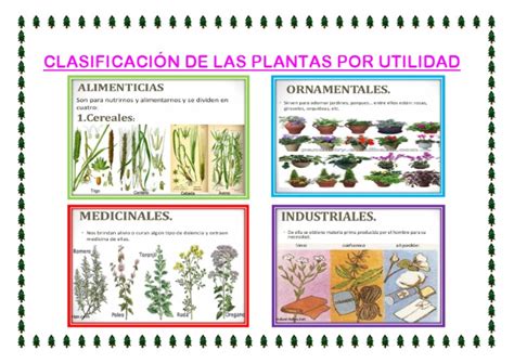 Clasificación De Las Plantas Por Utilidad
