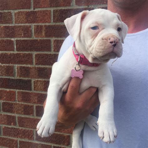 English bulldogs are prone to overheating (so keep your dog indoors in the summer), cherry eye (eyelid issue), hip dysplasia, and joint injuries. Blue Eyed Olde English Bulldog Female Puppy | Chelmsford ...