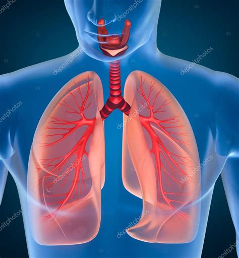Anatomia Do Sistema Respiratório Humano Fotos Imagens De © Alexmit