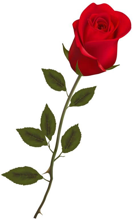 Beautiful Stem Red Rose Png Clipart