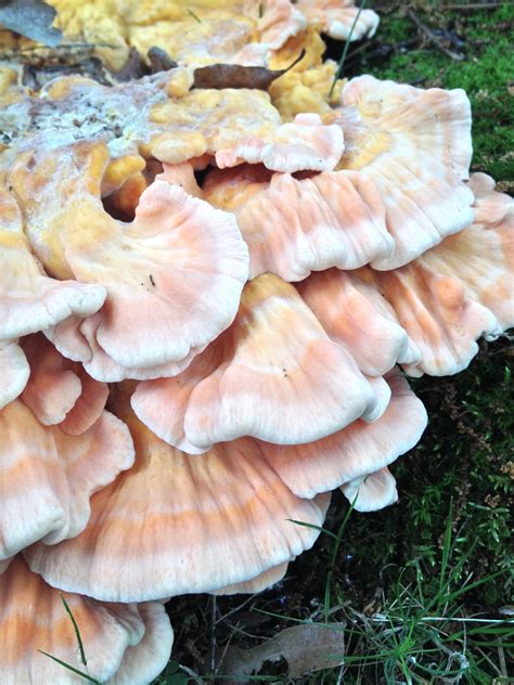 Salmon Colored Shelf Fungi Help Mushroom Hunting And Identification