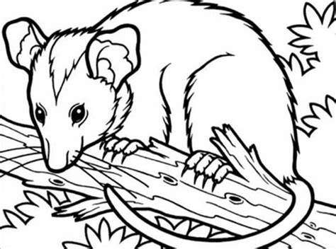 Possum Coloring Page At Free Printable Colorings