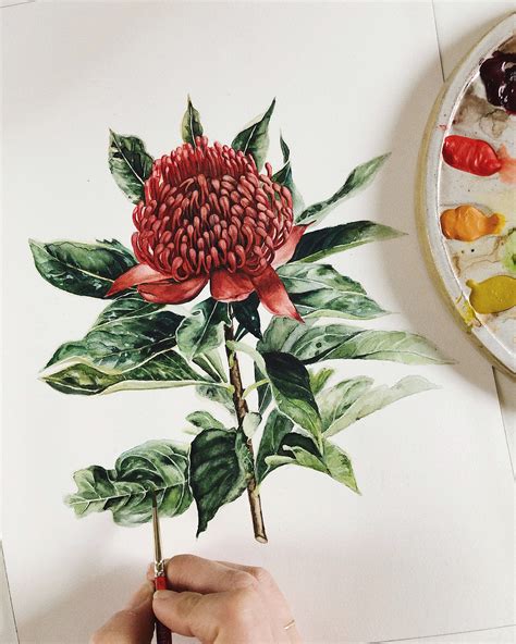 Waratah Flower Art Print | Flower prints art, Waratah flower, Flower art