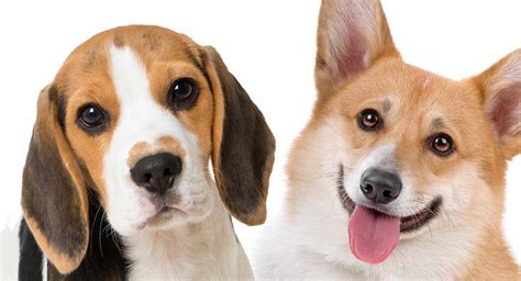 corgi beagle mix    beagi puppy