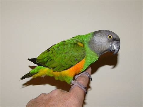 Senegal Parrot Facts Pet Care Housing Feeding Pictures Singing