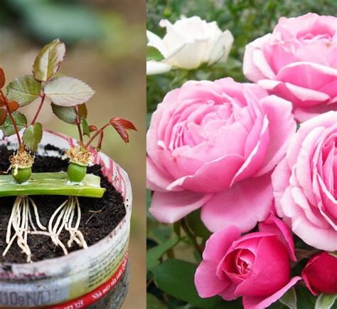 How To Grow Roses With Tomatoes Simple But Effective Planters Paradisediy