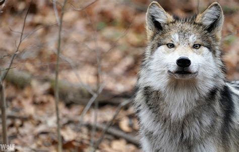 At Least Ten Endangered Mexican Gray Wolves Killed In Last Months Of