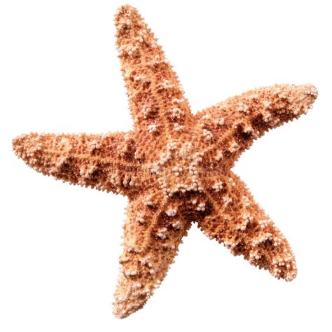 Starfish Sea Star Isolated On White Background Stock Photo Image Of