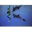 Atlantis Dolphin Adventure Deep Water Interaction In Dubai  My Guide