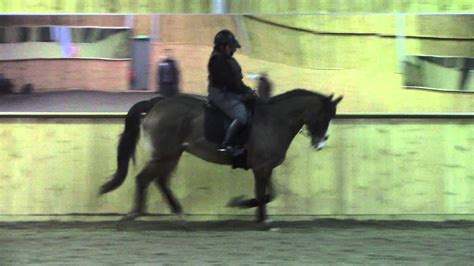 Collected Canter Denise And Taffy Training With Matt Frost Youtube