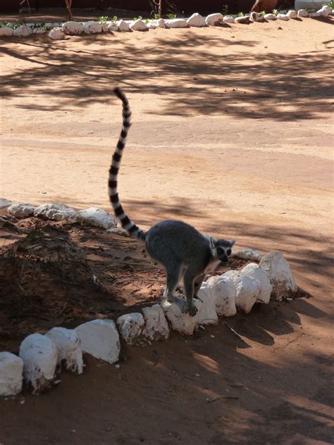 Berenty Reserve, Madagascar | Unique animals, National parks, Madagascar