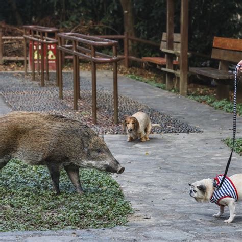 Wild Boars In Hong Kong Are They Dangerous Why Are There More Of Them