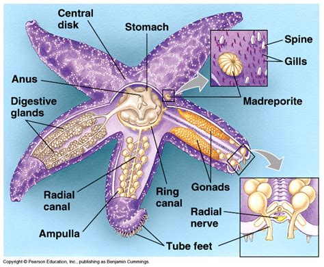 Starfish Asteroidea Gt Comparative Anatomy