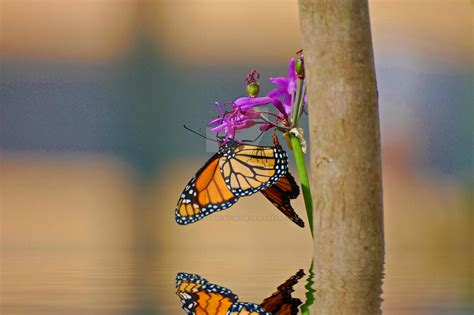 Butterfly Reflection By Photography By Image On Deviantart