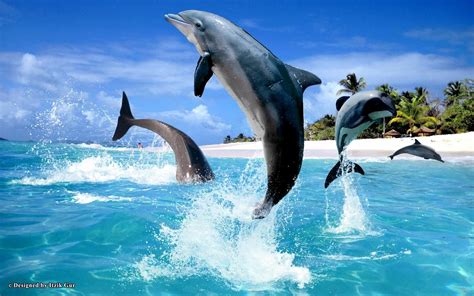 Download Animal Dolphin Hd Wallpaper By Itzik Gur