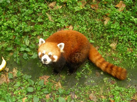 Kleiner Panda Ailurus Fotos Tier Fotoseu