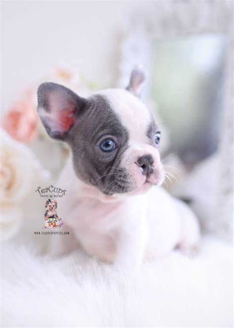 Blue french bulldog puppies, why your breeder is vital… it's worth discussing traits and features you want in your puppy with the breeder. Blue Pied French Bulldog Puppy | Teacup Puppies & Boutique